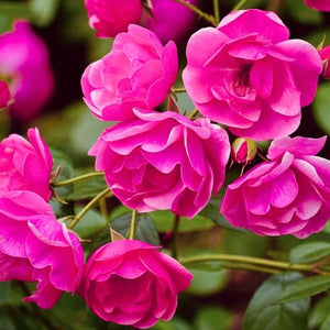 Close-up of Oso Easy Peasy Rose Bush showing clusters of hot pink flowers, fresh green foliage, and tidy, low-maintenance growth perfect for borders and containers.