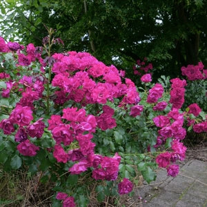 Oso Easy Peasy Rose Bush with bright pink, semi-double blooms and glossy green leaves, forming a compact, mounded flowering shrub in the garden.
