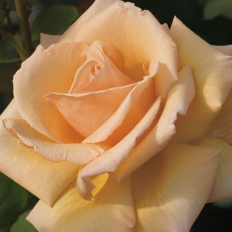 Over the Moon&trade; Hybrid Tea Rose - Nature Hills Nursery - #2 Container - 