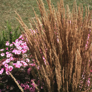 Overdam Feather Reed Grass - Nature Hills Nursery - #1 Container - 