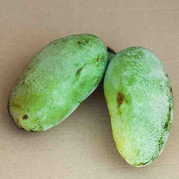 Overlease Pawpaw Tree - Nature Hills Nursery - #1 Container - 