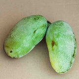 Overlease Pawpaw Tree - Nature Hills Nursery - #1 Container - 