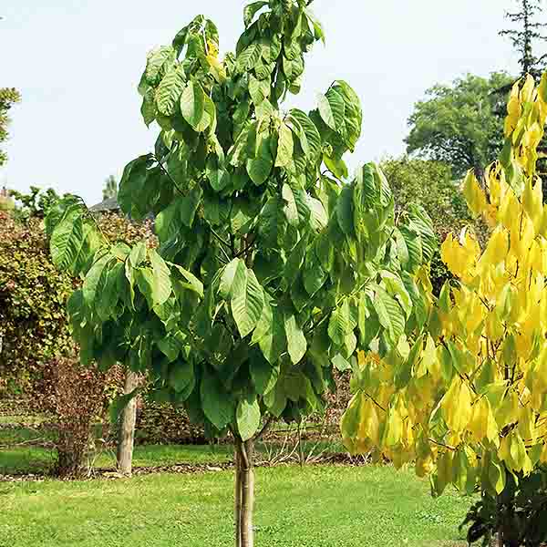 Overlease Pawpaw Tree - Nature Hills Nursery - #1 Container - 