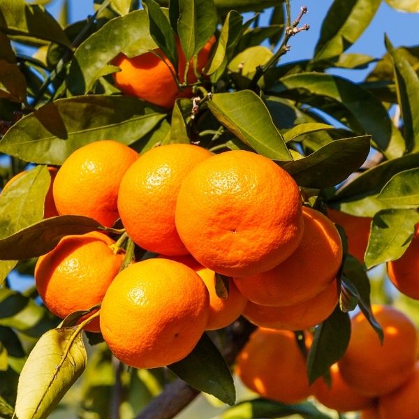Owari Satsuma Mandarin Tree For Sale | NatureHills.com