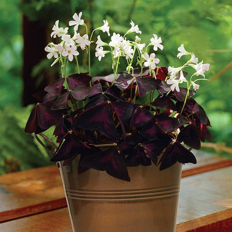 Oxalis Decorative Planter