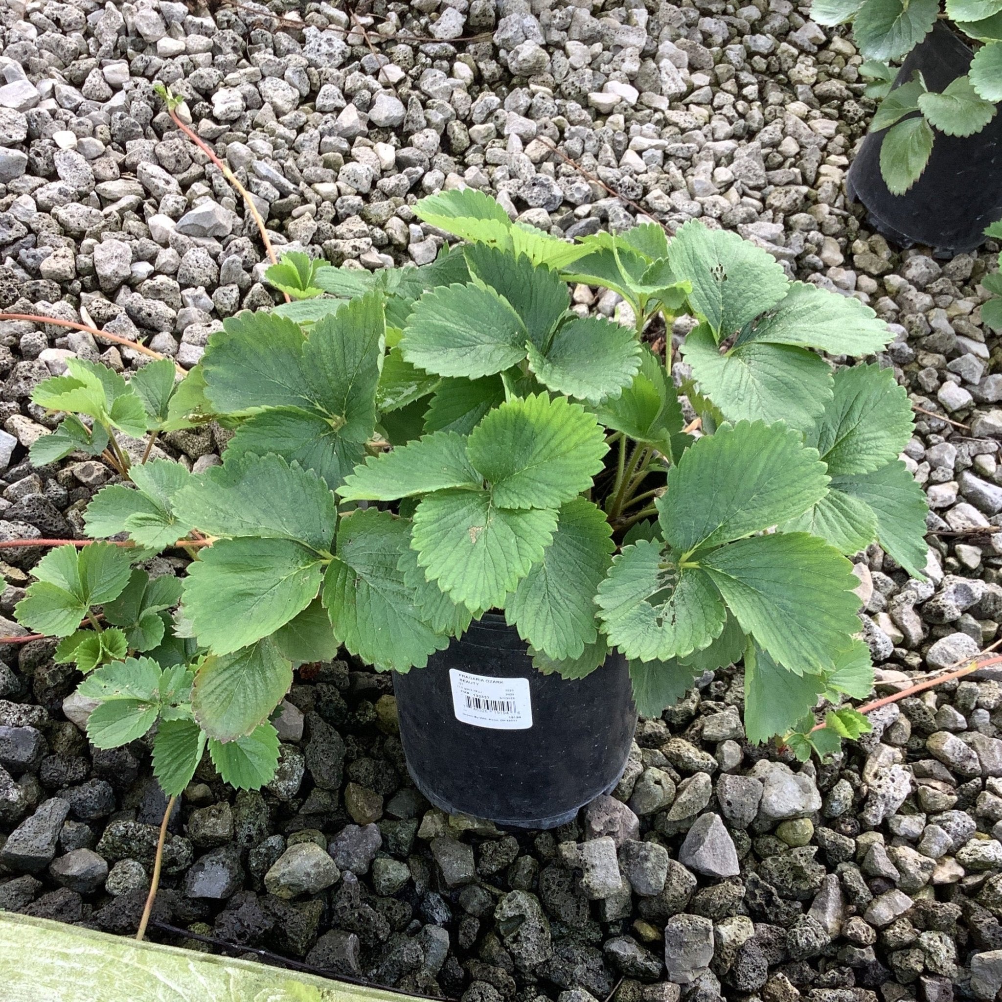 Nature Hills Nursery Ozark Beauty Strawberry Plant - Thumbnail 4