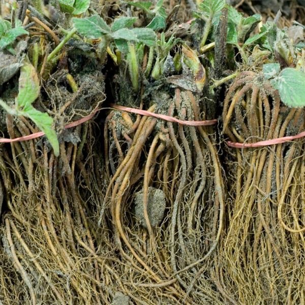Nature Hills Nursery Ozark Beauty Strawberry Plant - Thumbnail 3