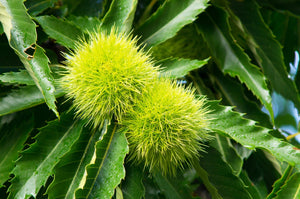 Ozark Chinquapin - Tree - Nature Hills Nursery - 3 Container - 