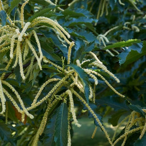 Ozark Chinquapin - Tree - Nature Hills Nursery - 3 Container - 