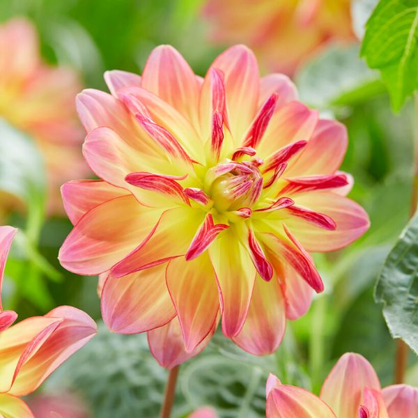 Pacific Ocean Dahlia - Nature Hills Nursery - 3 Pack Bulbs - 