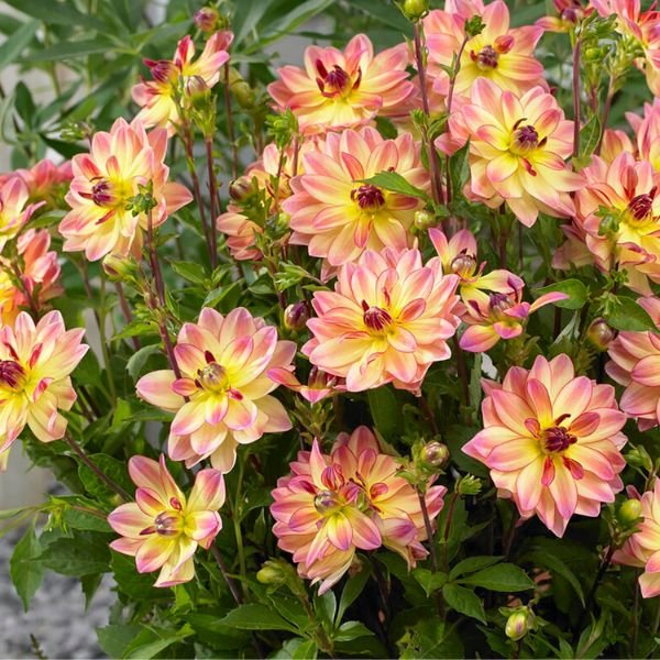 Pacific Ocean Dahlia - Nature Hills Nursery - 3 Pack Bulbs - 