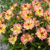 Pacific Ocean Dahlia - Nature Hills Nursery - 3 Pack Bulbs - 
