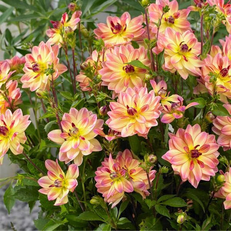 Pacific Ocean Dahlia - Nature Hills Nursery - 3 Pack Bulbs - 