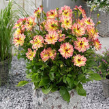 Pacific Ocean Dahlia - Nature Hills Nursery - 3 Pack Bulbs - 