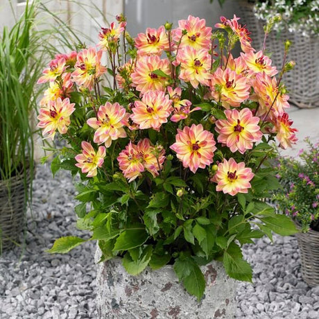 Pacific Ocean Dahlia - Nature Hills Nursery - 3 Pack Bulbs - 