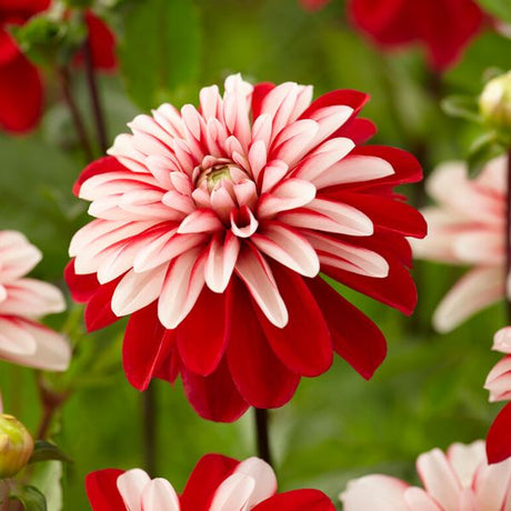 Pacific Time Dahlia - Nature Hills Nursery - 3 Pack Bulbs - 