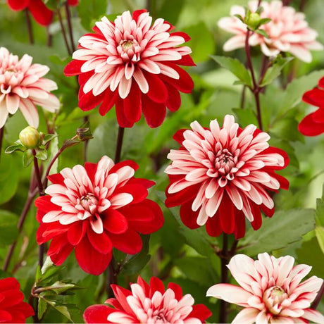 Pacific Time Dahlia - Nature Hills Nursery - 3 Pack Bulbs - 