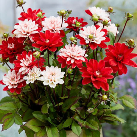 Pacific Time Dahlia - Nature Hills Nursery - 3 Pack Bulbs - 