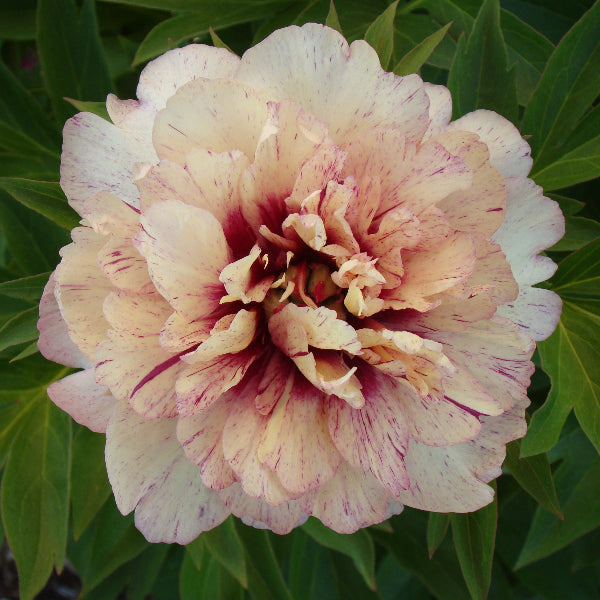Garden Candy™ All That Jazz™ Itoh Peony