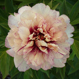 Garden Candy™ All That Jazz™ Itoh Peony