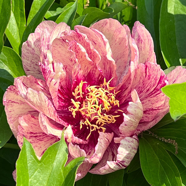 Garden Candy™ All That Jazz™ Itoh Peony