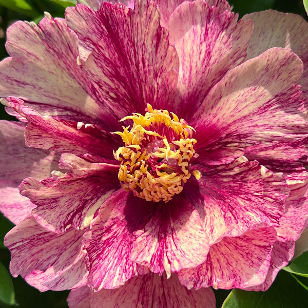 Garden Candy™ All That Jazz™ Itoh Peony