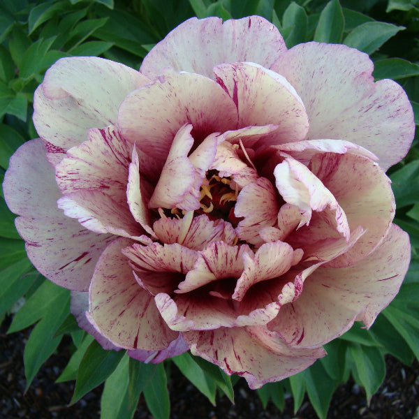 Garden Candy™ All That Jazz™ Itoh Peony