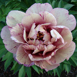 Garden Candy™ All That Jazz™ Itoh Peony