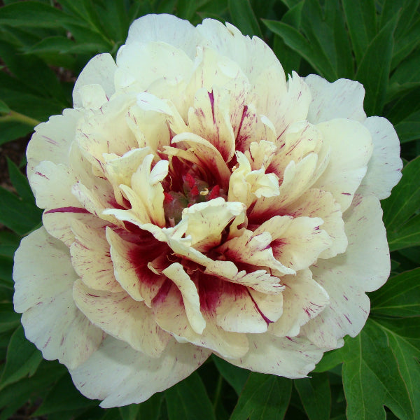 Garden Candy™ All That Jazz™ Itoh Peony