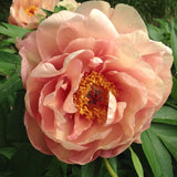 Garden Candy™ Peach-A-Licious™ Itoh Peony