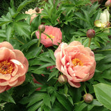 Garden Candy™ Peach-A-Licious™ Itoh Peony