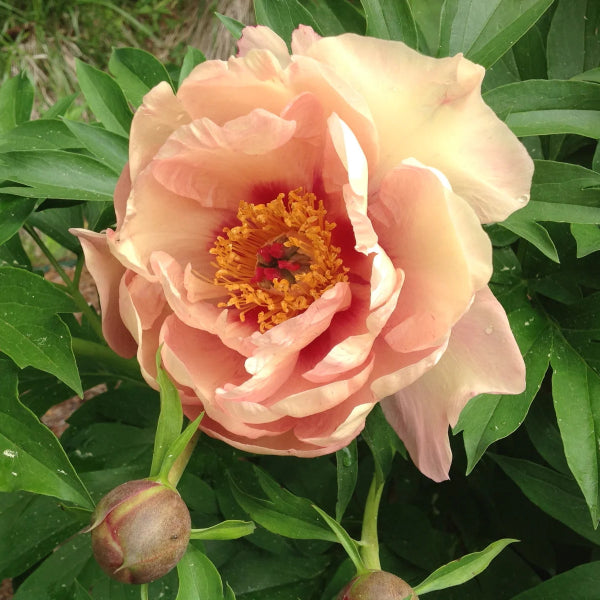 Garden Candy™ Peach-A-Licious™ Itoh Peony
