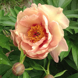Garden Candy™ Peach-A-Licious™ Itoh Peony