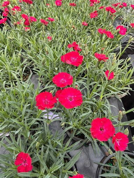 Paint the Town Red Dianthus plants covered in vivid crimson blooms with narrow green foliage in nursery pots.