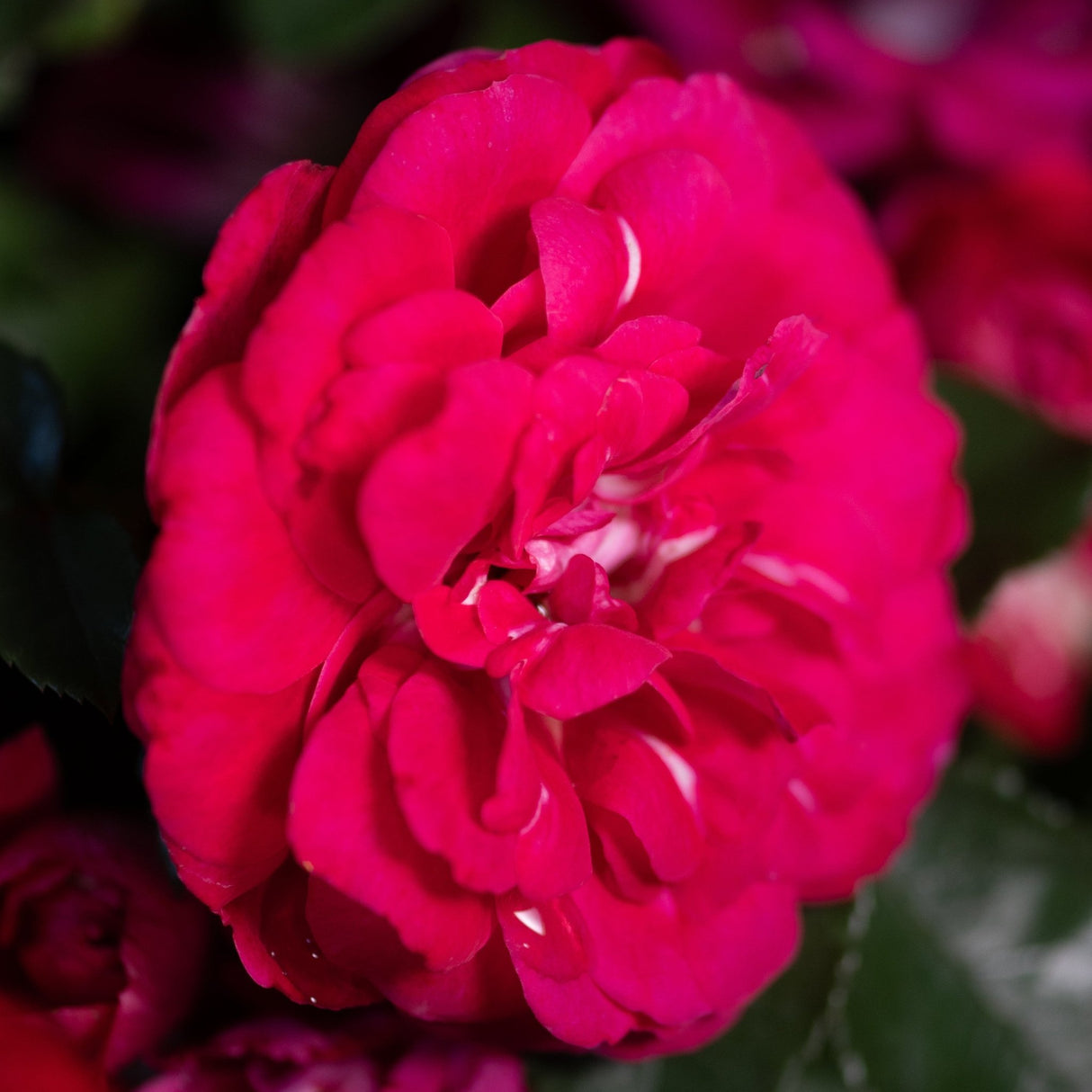 Vivid deep pink double blooms of Paint the Town Shrub Rose, Rosa BAItown, shown in close-up detail.