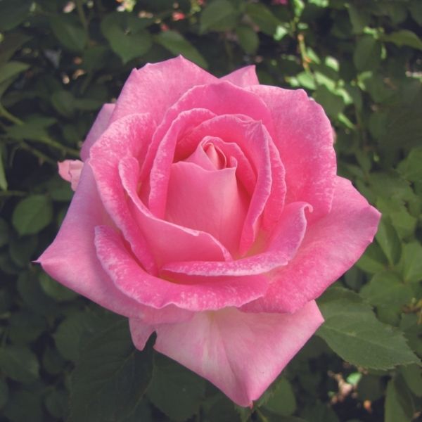 Painted Porcelain™ Hybrid Tea Rose - Rose - Nature Hills Nursery - 3 Container - 