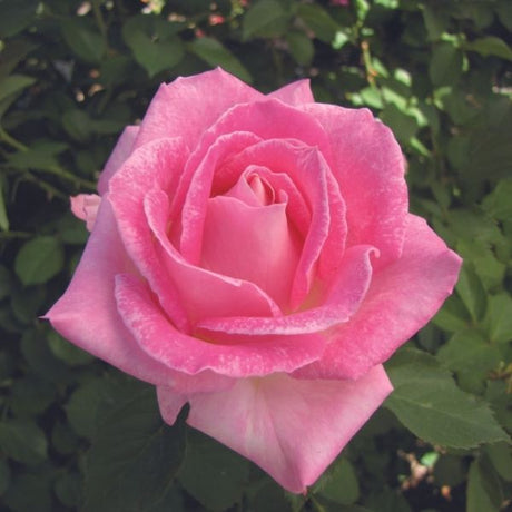 Painted Porcelain&trade; Hybrid Tea Rose - Nature Hills Nursery - #2 Container - 