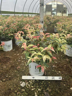 Paisley Pup Doghobble shrubs with variegated pink, cream, and green foliage growing in containers inside a greenhouse nursery.