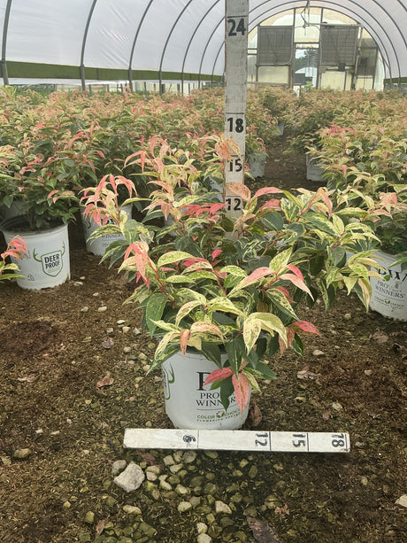 Paisley Pup Doghobble shrubs with variegated pink, cream, and green foliage growing in containers inside a greenhouse nursery.