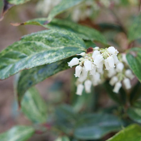 Paisley Pup® Leucothoe - Bush - Nature Hills Nursery - 2 Container - 