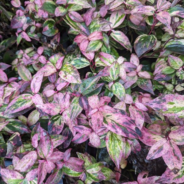 Paisley Pup® Leucothoe - Bush - Nature Hills Nursery - 2 Container - 