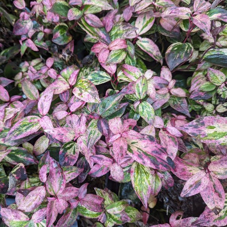 Paisley Pup® Leucothoe - Bush - Nature Hills Nursery - 2 Container - 