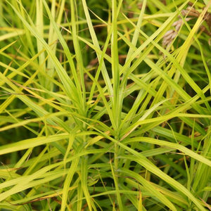 Palm Sedge Grass - Nature Hills Nursery - #1 Container - 