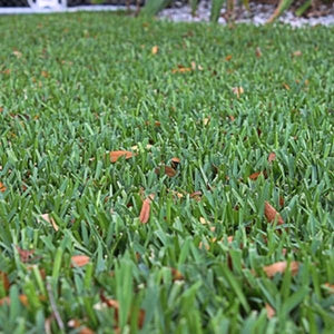 Palmetto&reg; St. Augustine Grass Plugs - Nature Hills Nursery - 70 Plug Tray - 