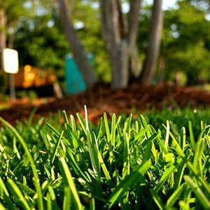 Palmetto&reg; St. Augustine Grass Plugs - Nature Hills Nursery - 70 Plug Tray - 