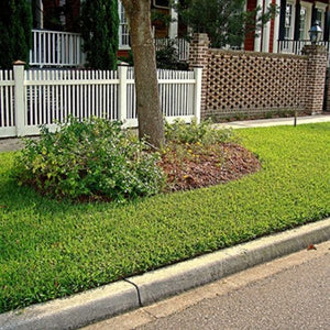 Palmetto&reg; St. Augustine Grass Plugs - Nature Hills Nursery - 70 Plug Tray - 