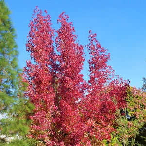 Palo Alto Sweetgum Tree - Nature Hills Nursery - 4x4x6 Inch Container - 
