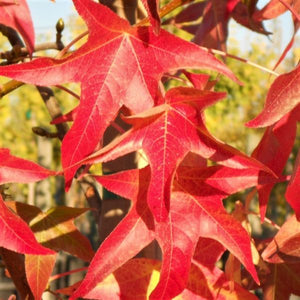 Palo Alto Sweetgum Tree - Nature Hills Nursery - 4x4x6 Inch Container - 