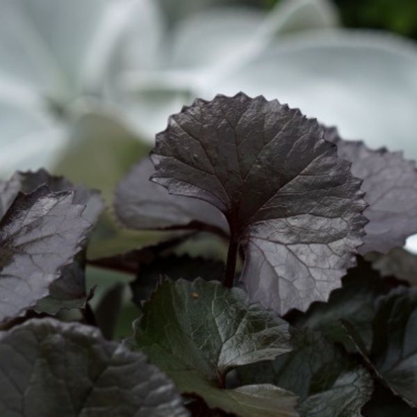 Pandora Leopard Plant - Nature Hills Nursery - #1 Container - 