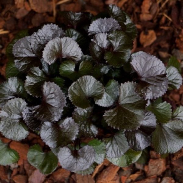 Pandora Leopard Plant - Nature Hills Nursery - #1 Container - 